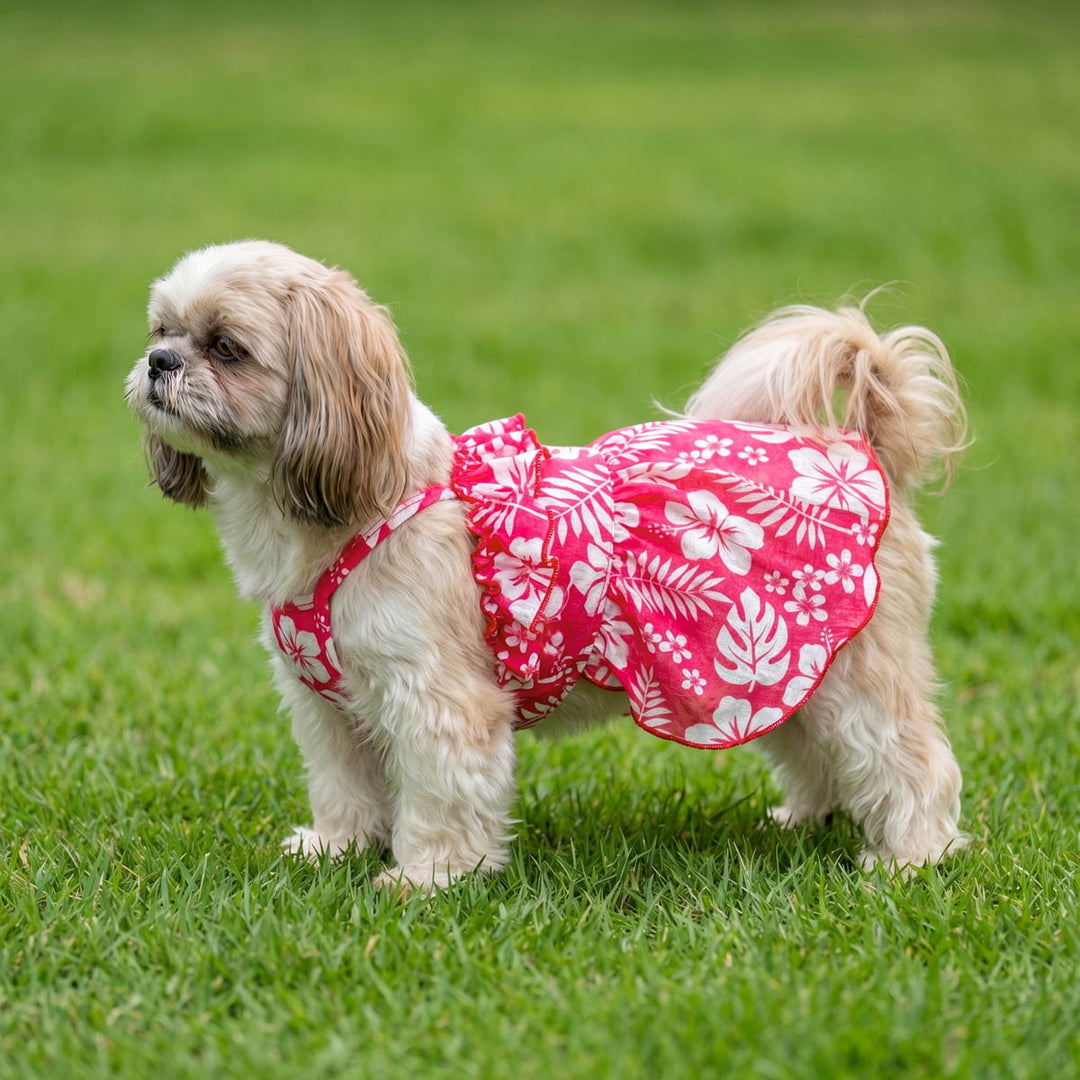 Small dog standing on the grass in a tropical floral dog Hawaiian dress