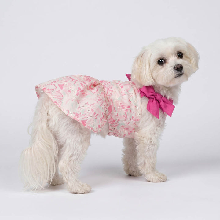 Small dog standing in a white background with a dog embroidered dress with bow details