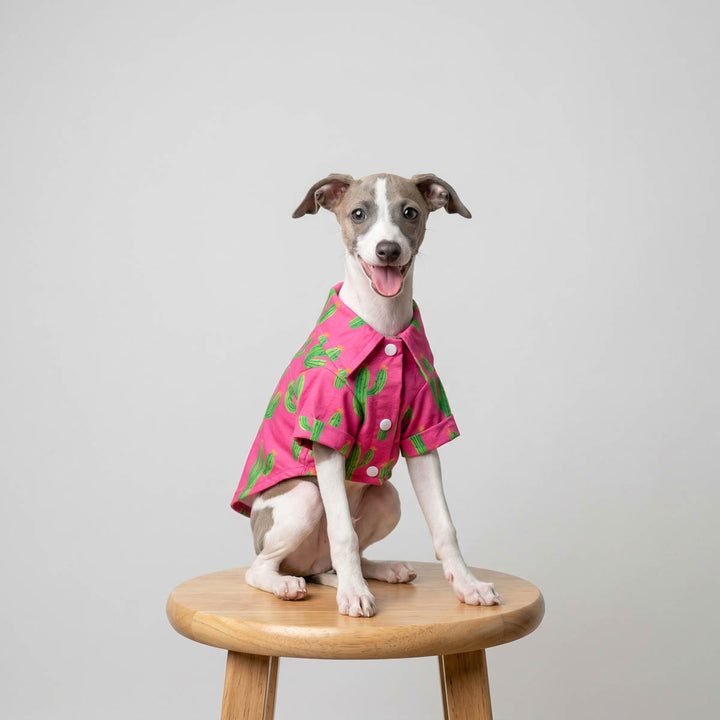 Dog sitting on a stool in a tropical cactus prints dog t shirt