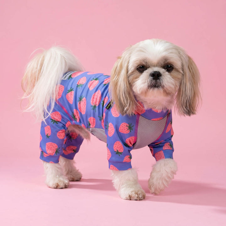 Strawberry dog UV jumpsuit on a small dog walking in a pink background
