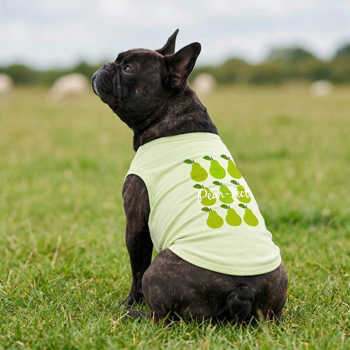 French Bulldog wearing a pear shirt for dogs and sitting on the grass