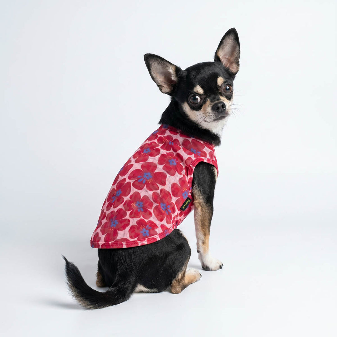 Chihuahua sitting on a white background with a red floral dog shirt