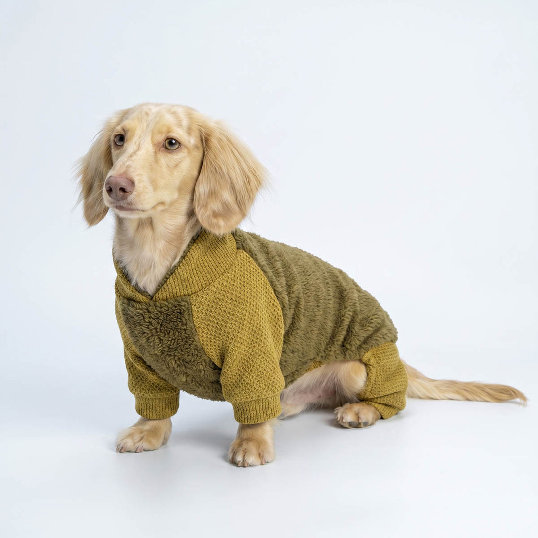 Dachshund sitting on a white background with a fuzzy knitted dog pjs