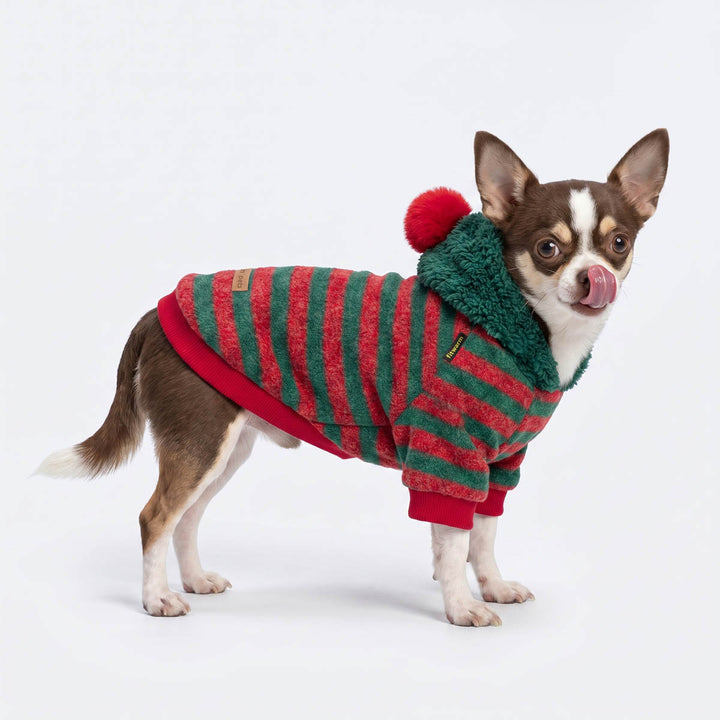 Chihuahua wearing a Christmas striped dog fleece hoodie on a white background 