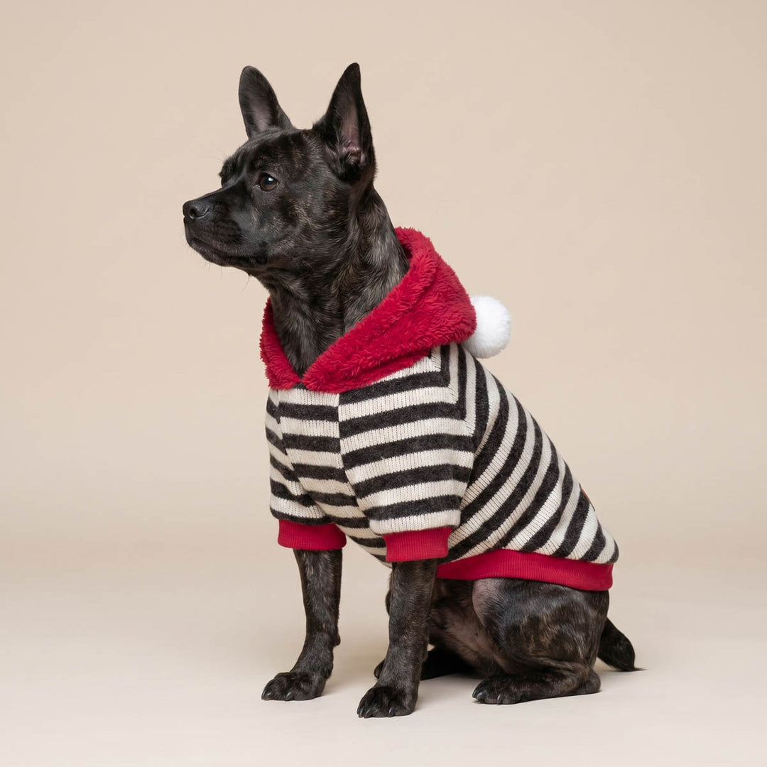 Black dog wearing a striped knit dog winter hoodie with red trim and a red fuzzy hood, posed against a plain beige background