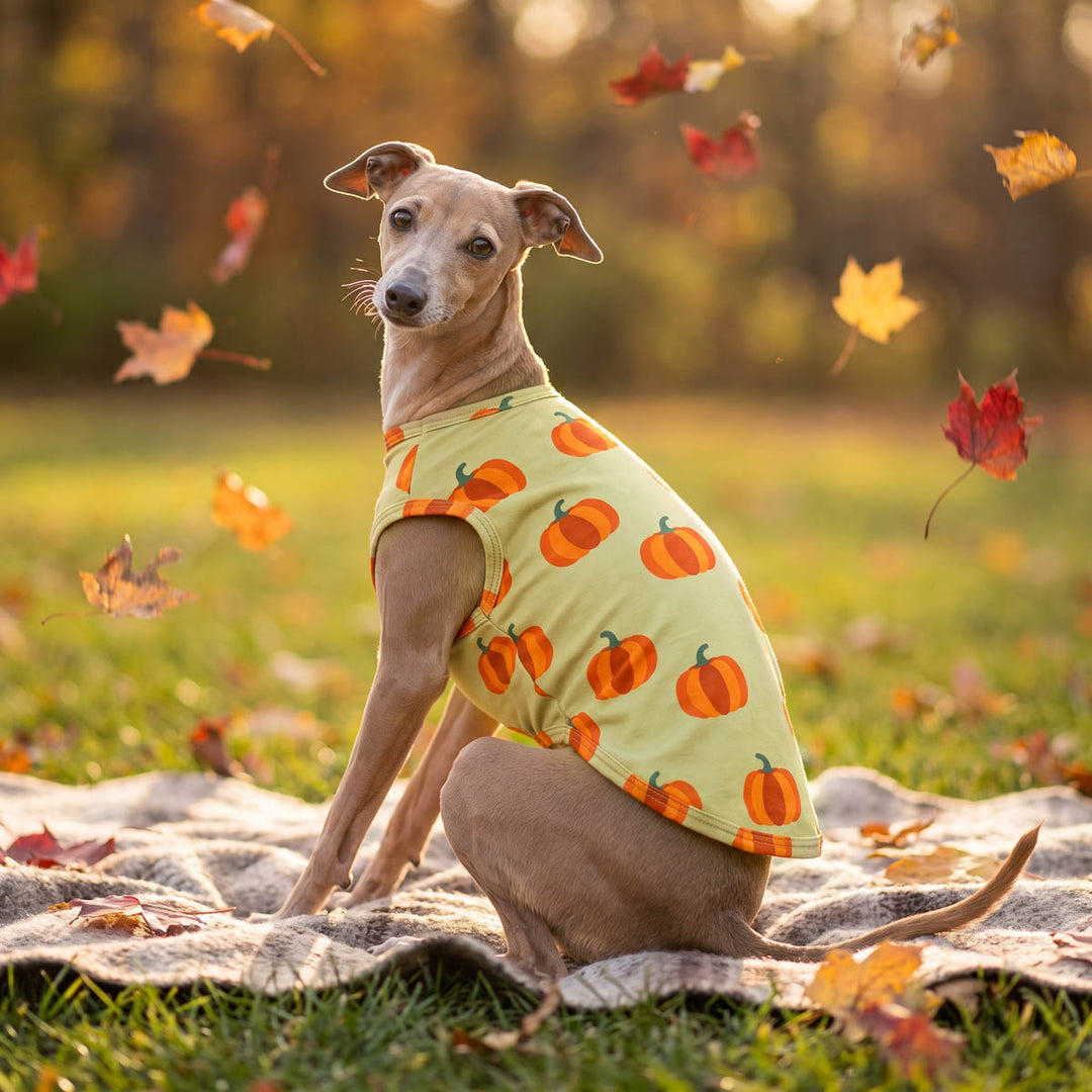 Italian Greyhound sits on a blanket in a grassy outdoor setting with falling autumn leaves and sleeveless dog t-shirt in pumpkin prints