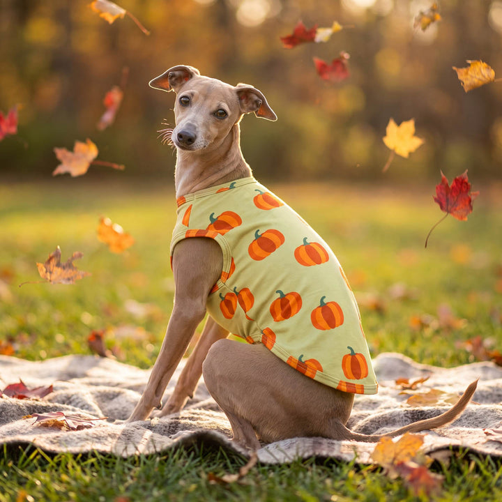 Italian Greyhound sits on a blanket in a grassy outdoor setting with falling autumn leaves and sleeveless dog t-shirt in pumpkin prints