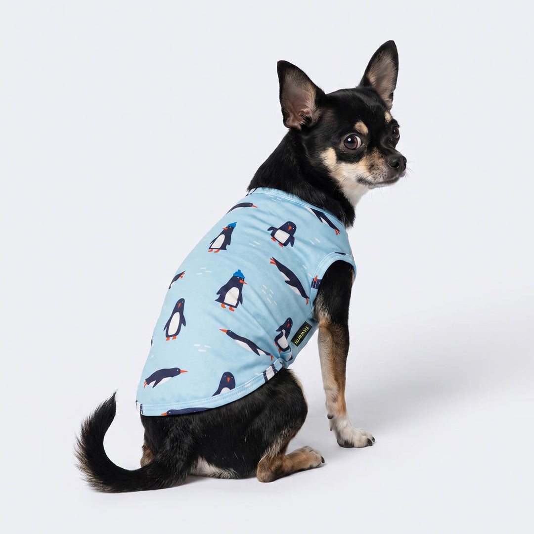 Chihuahua sitting on a white background with funny shirt for dogs in penguin prints