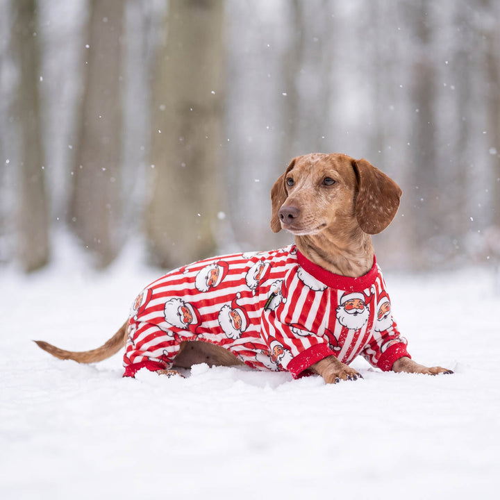 Dachshund lying in the snow wearing a red and white striped  festive dog onesie with Santa Claus faces, set against a blurred winter forest background