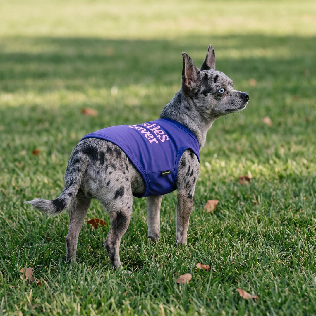 Chihuahua wearing a lightweight dog tank top and standing on the grass