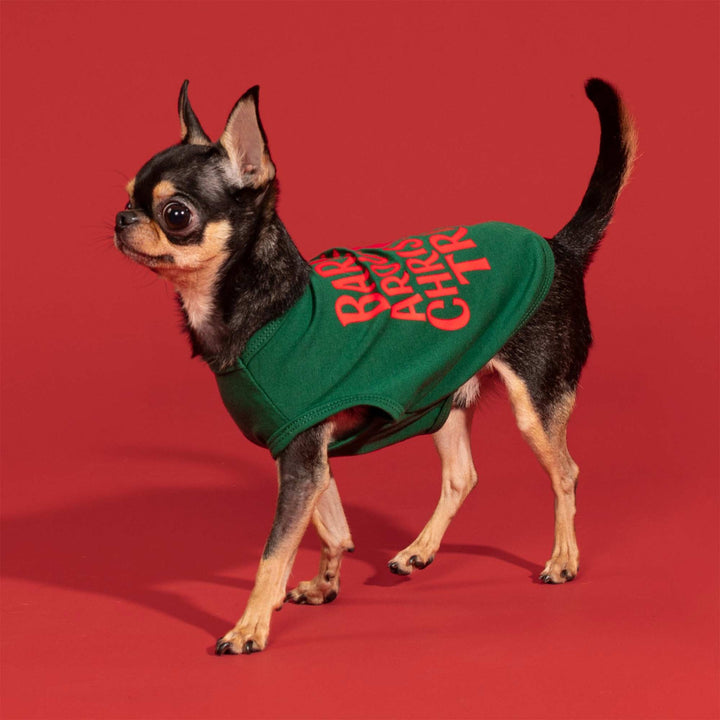 Chihuahua posing in a festive green Christmas dog shirt featuring bright red text on a solid red background