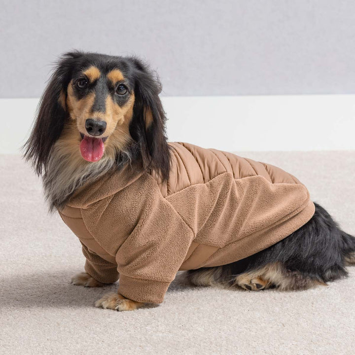Adorable dachshund modeling stylish hoodie for dogs