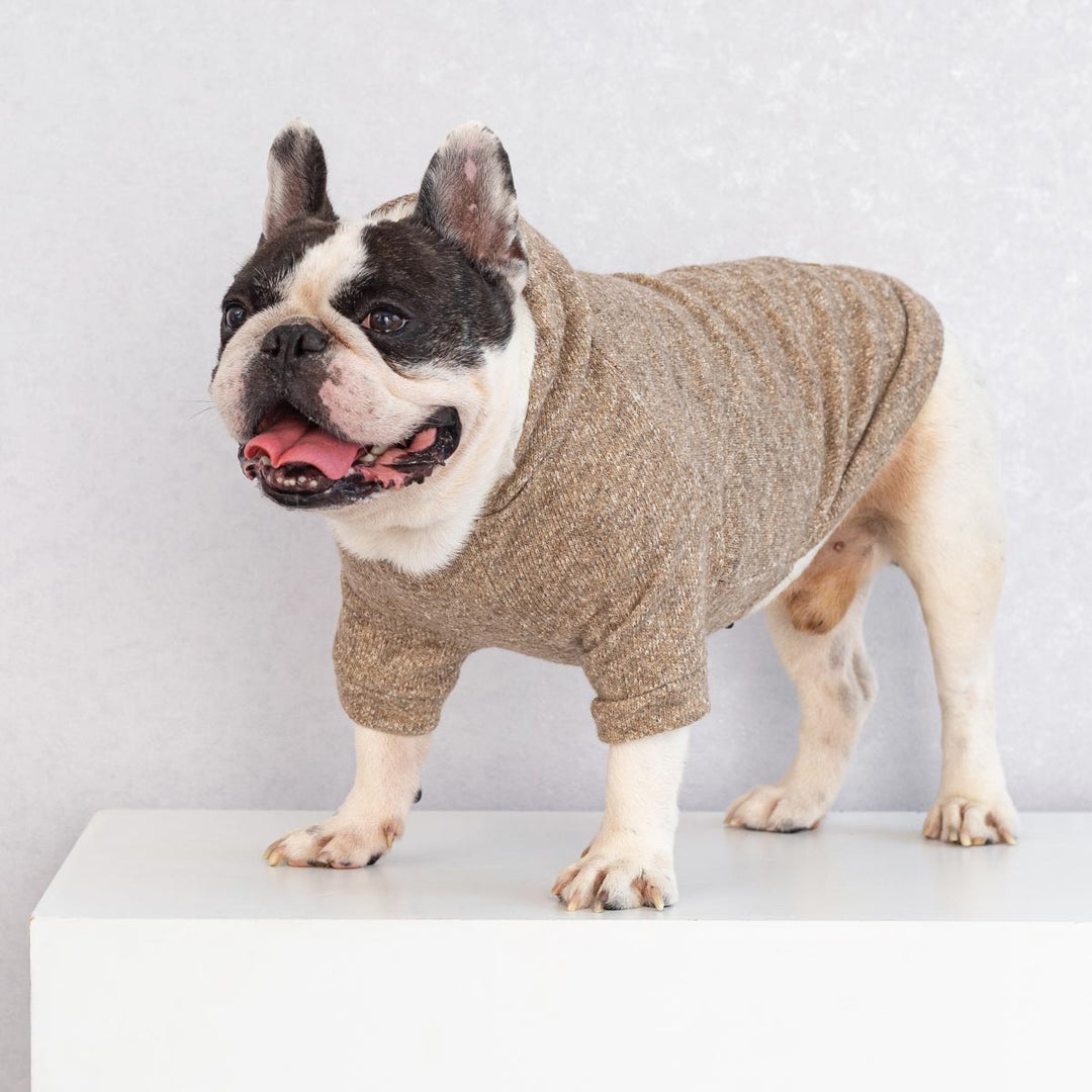 French bulldog wearing heathered light brown knit dog hoodie with speckled texture, product view.