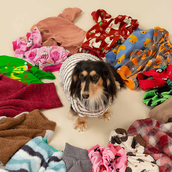 Dachshund wearing striped dog sweater surrounded by colorful seasonal pet outfits