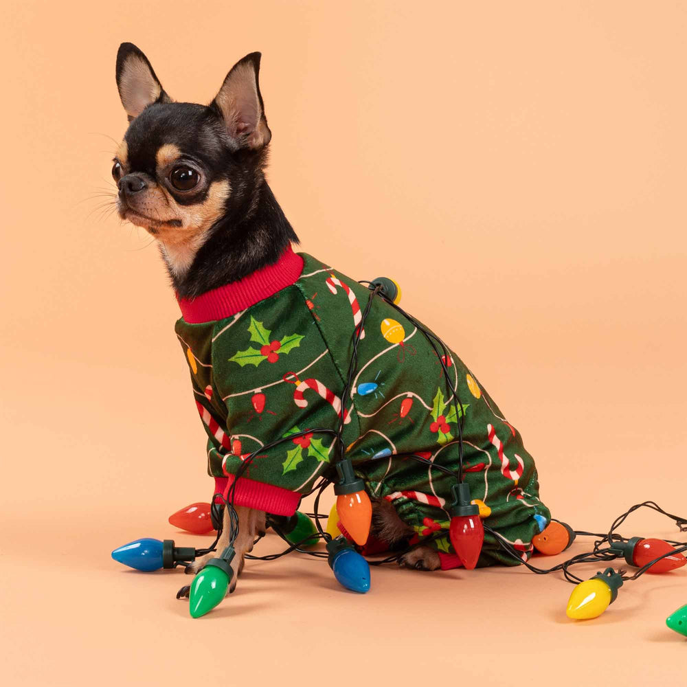 Small dog wearing Christmas dog pajamas decorated with holly and candy canes, wrapped in holiday lights