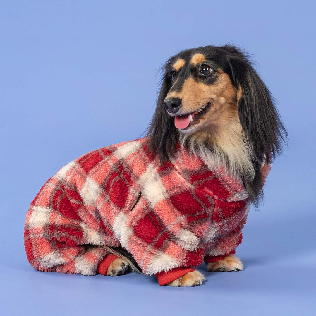 Cute dachshund dressed in festive plaid dog jammies