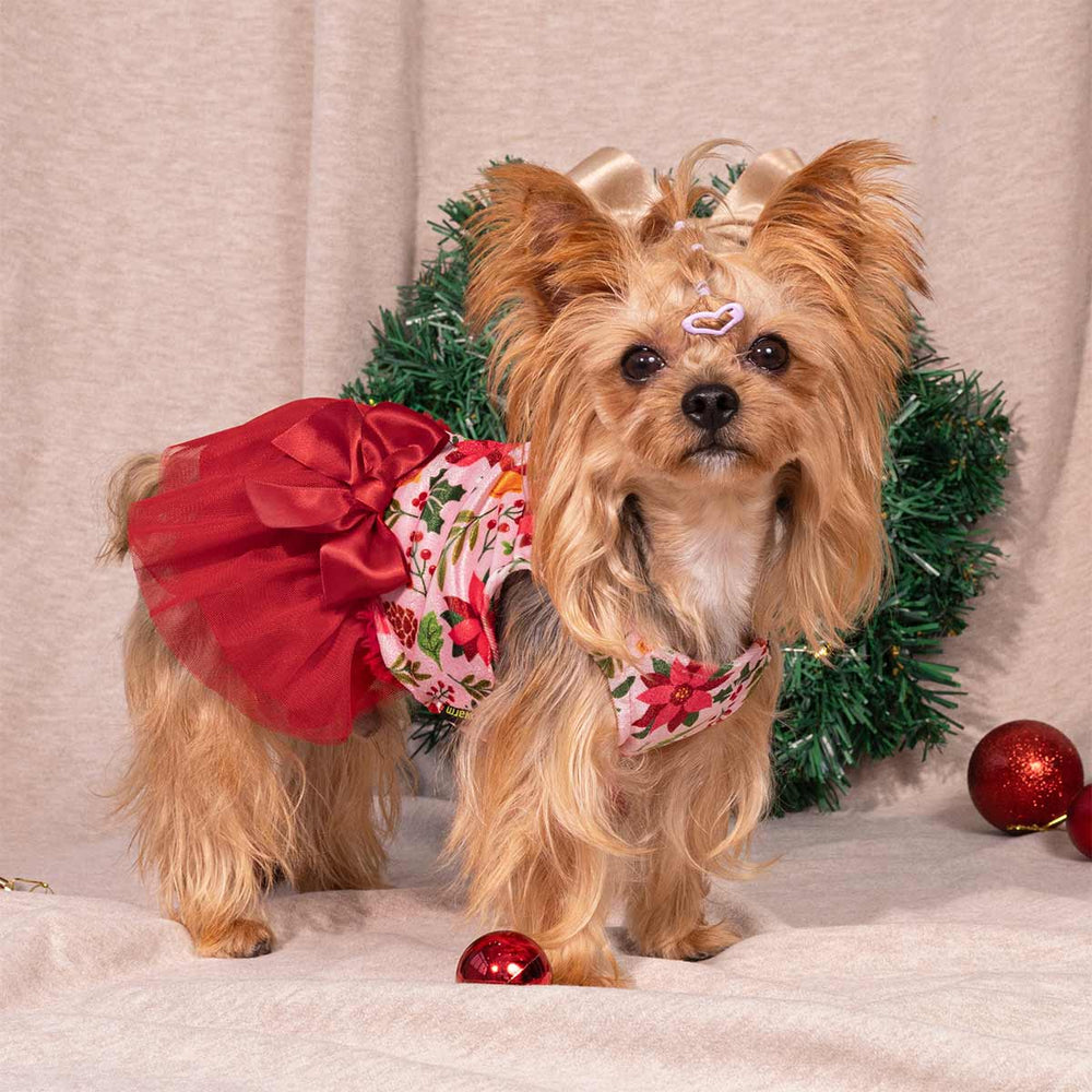 Small dog wearing a floral dog Christmas dress with a red tulle skirt