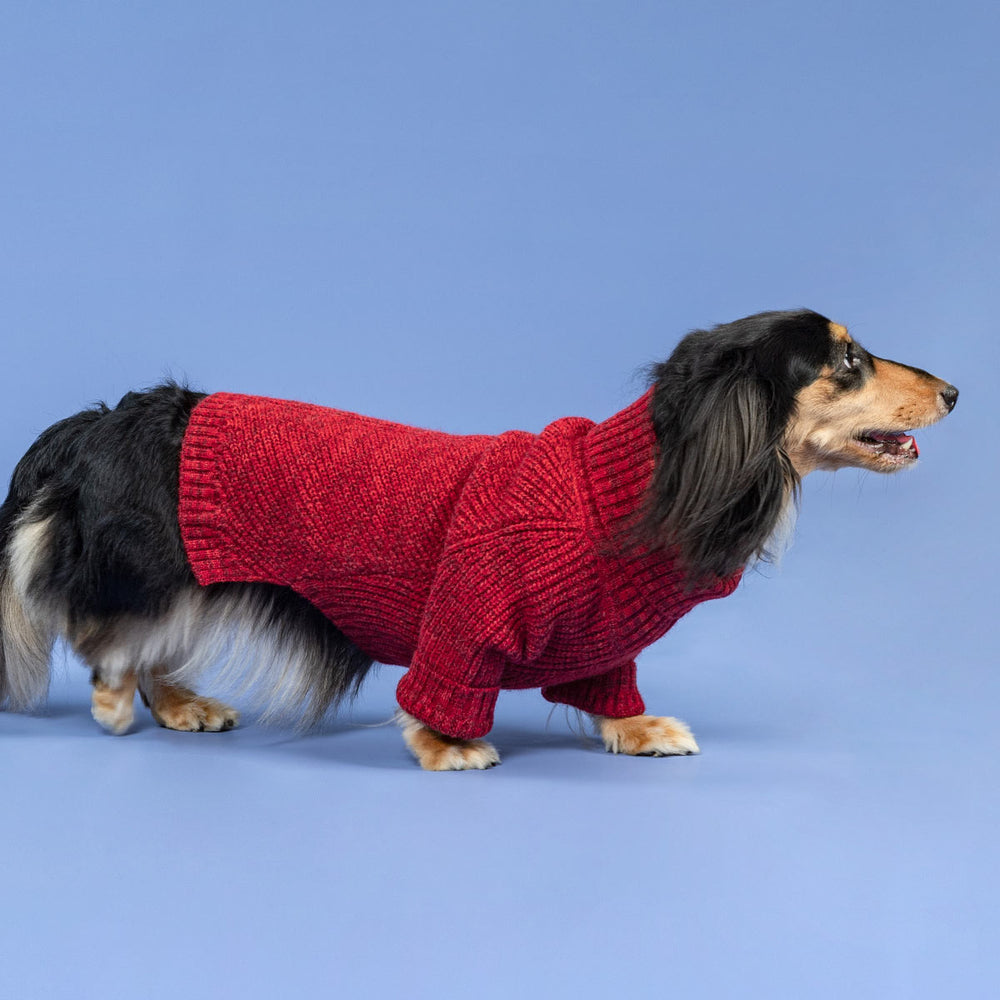 Long-haired dachshund wearing cozy red knit dog sweater