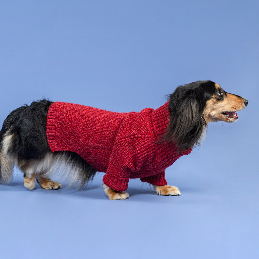 Long-haired dachshund wearing cozy red knit dog sweater