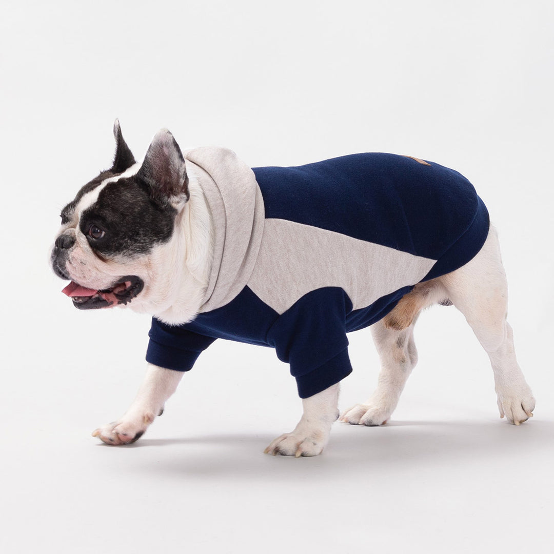 French Bulldog walking in navy and beige color block dog sweatshirt on white background