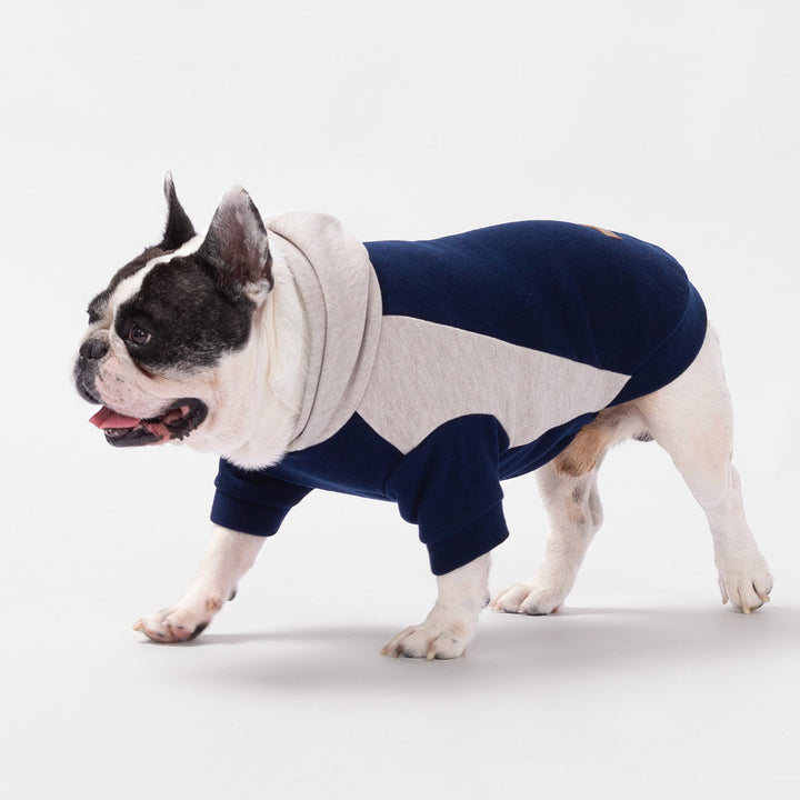 French Bulldog walking in navy and beige color block dog sweatshirt on white background