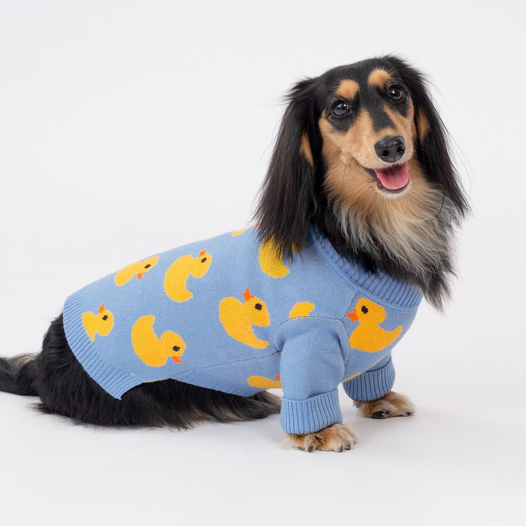 Cute dachshund sitting happily in blue dog sweater with duck print design