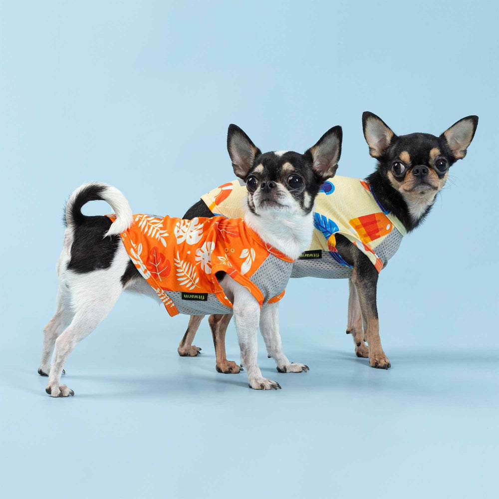 Two small dogs wearing bright patterned dog UV shirts posed against a light blue background