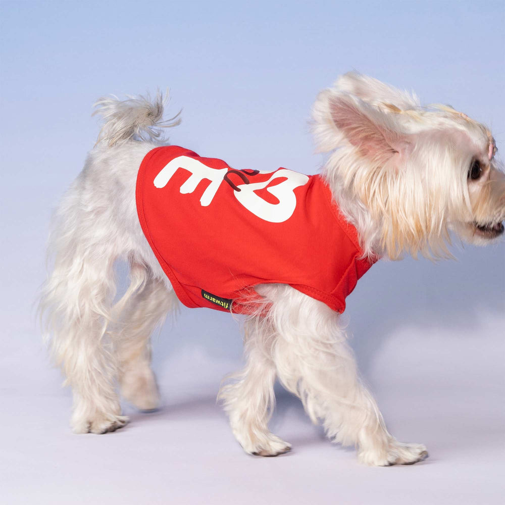 Small dog dressed in a red Valentine dog shirt featuring 'love you' lettering