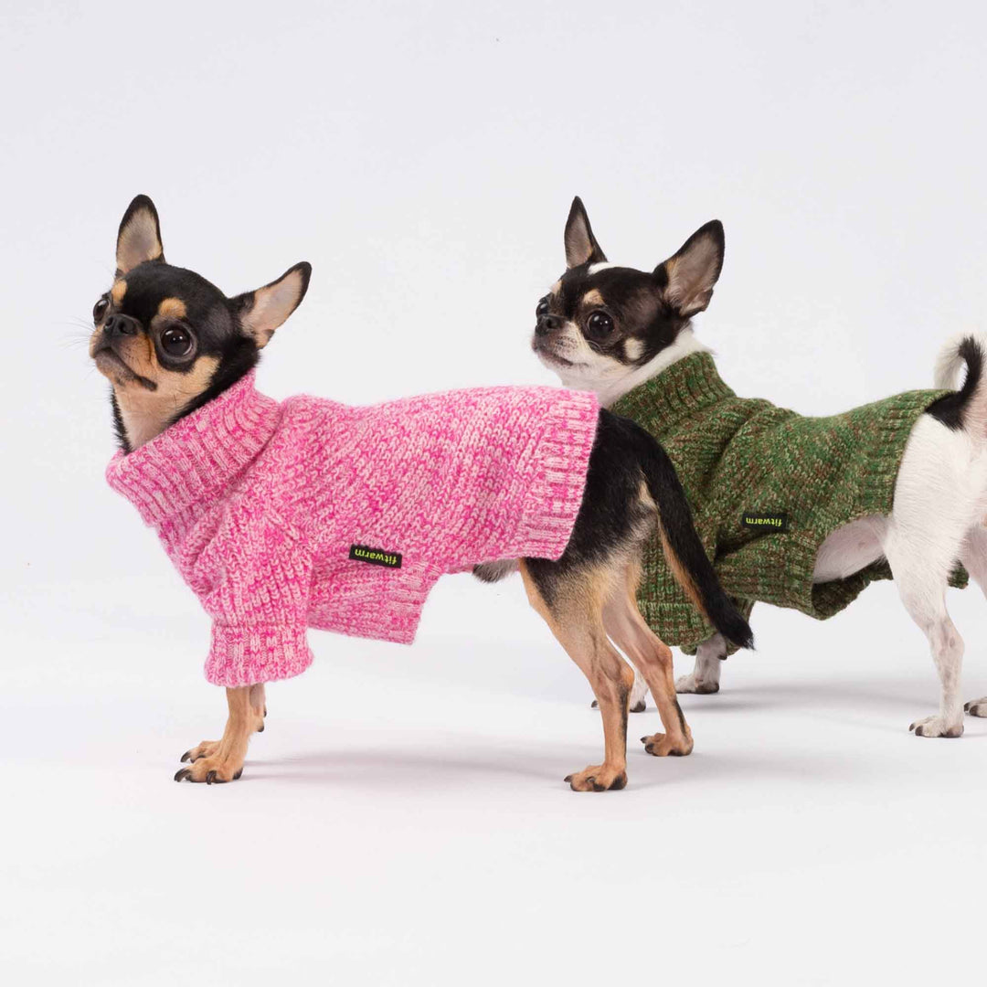 Two small dogs wearing heather dog sweaters in pink and green, standing on a white background