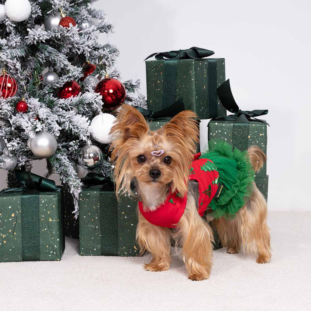 Small dog wearing a red and green Christmas dog dress standing beside a decorated Christmas tree and gifts