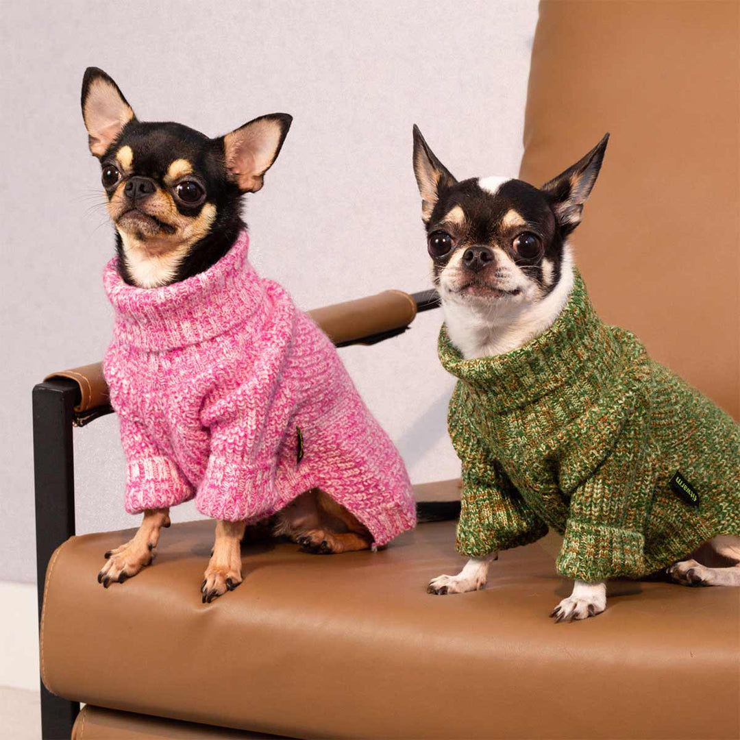Chihuahuas dressed in soft heather dog knitted sweaters in pink and green colors