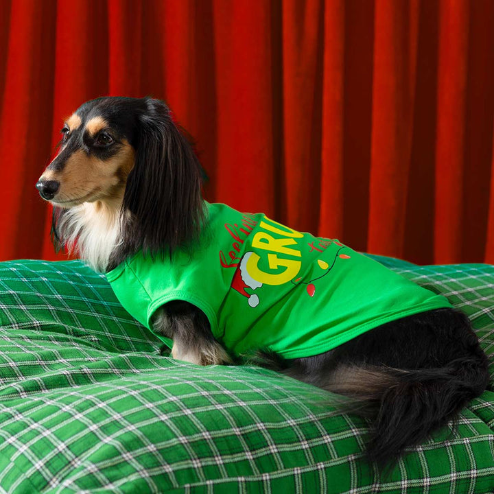 Dachshund wearing bright green Christmas dog shirt with festive Grumpy lettering on a plaid bed