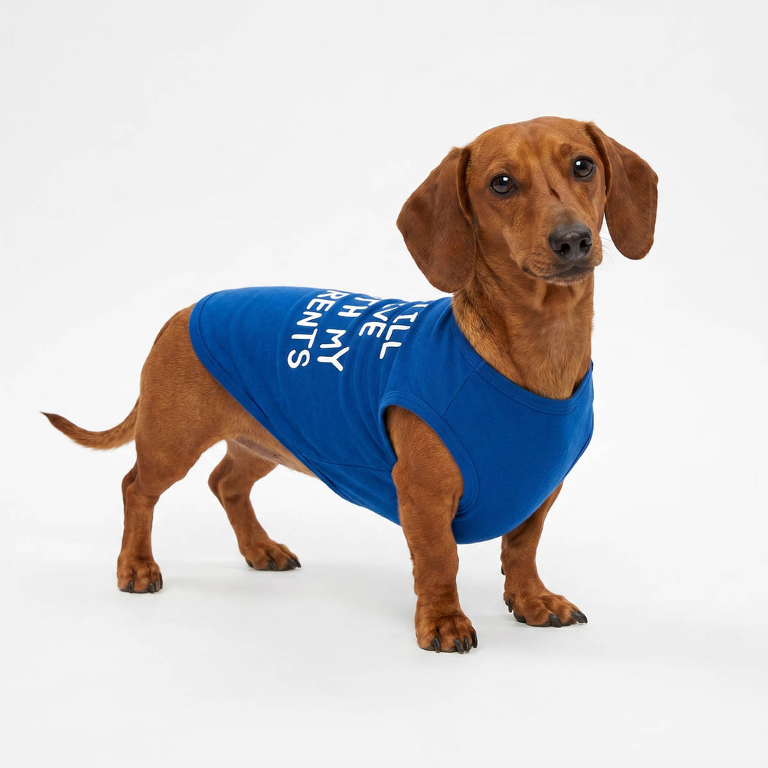 Dachshund standing in a white background in a summer shirt for dogs
