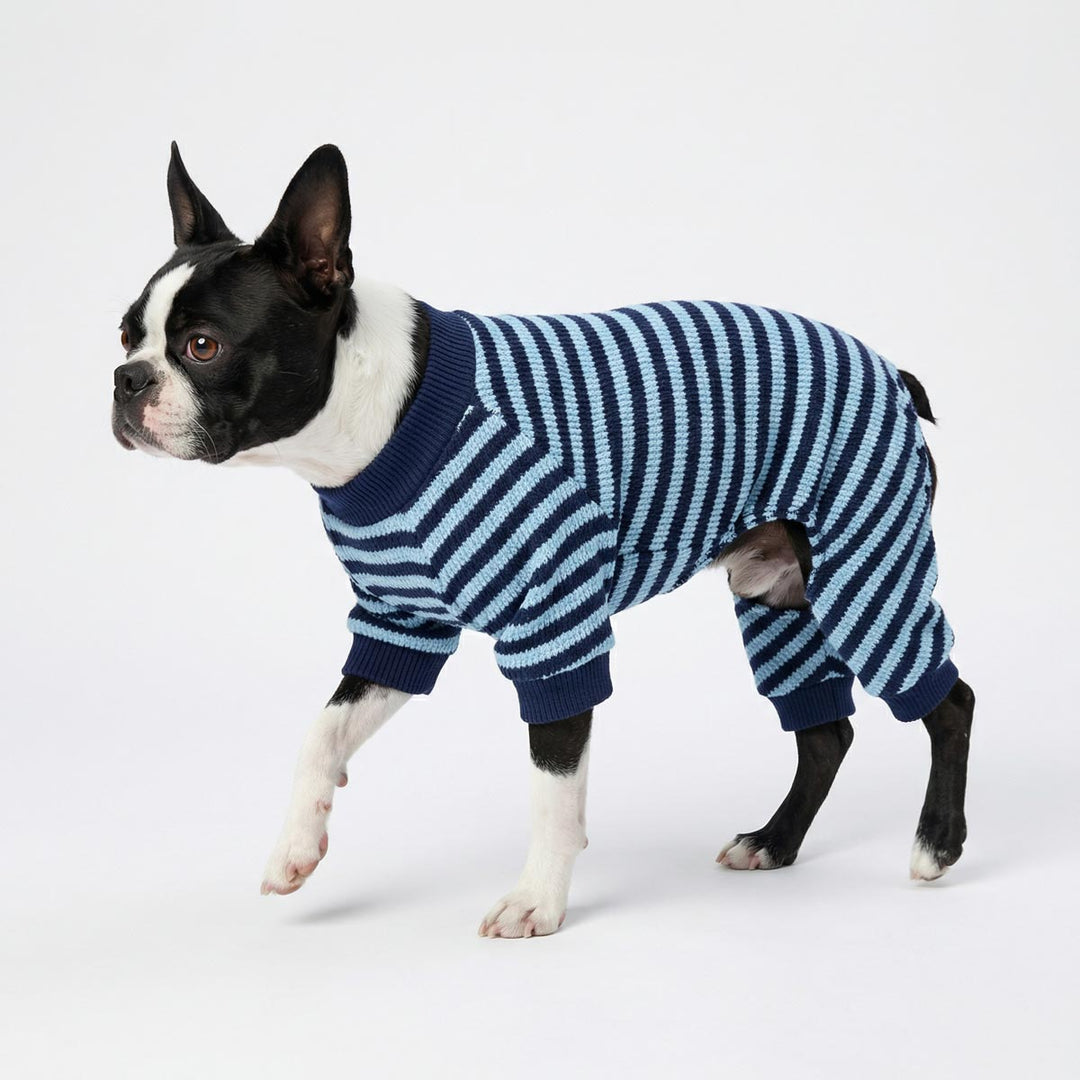 Boston Terrier walking on a white background with a cozy dog knitted pjs