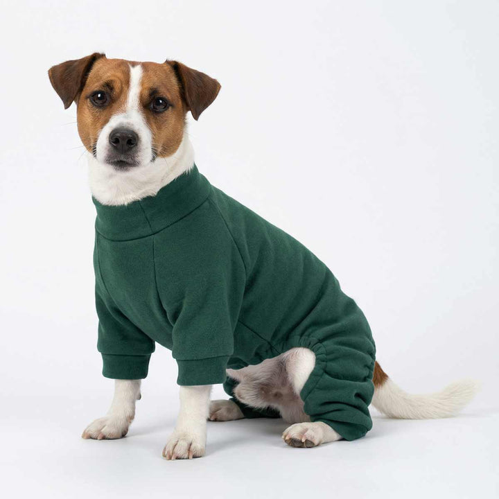 Small dog sitting and modeling green dog jammies in studio setting
