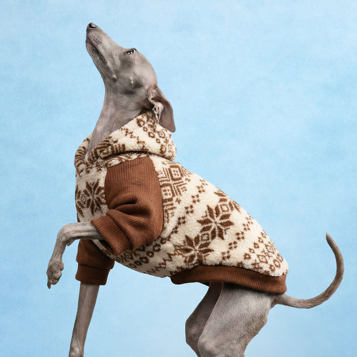 Dog wearing a winter hoodie for dogs on a blue background