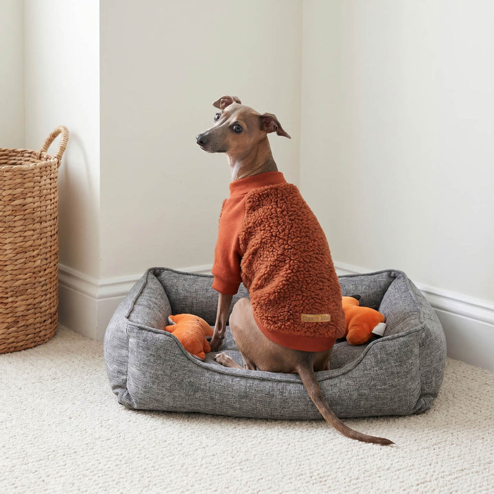 Italian Greyhound sitting in a pad with a cozy dog fleece sweater