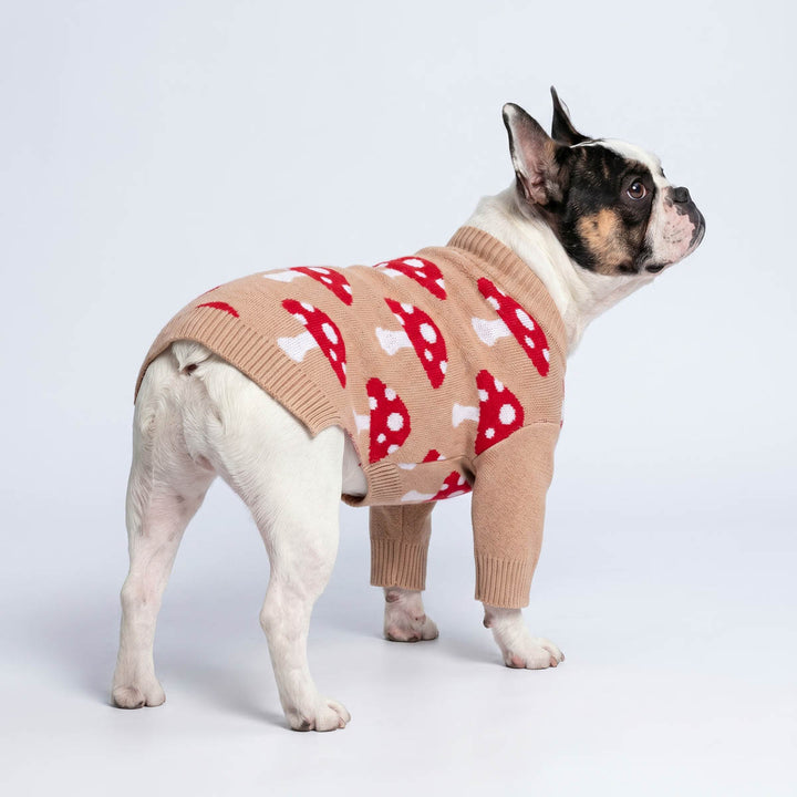 French bulldog standing on a white background with a beige knit sweater for dogs with a red and white mushroom pattern, standing against a light gray studio background