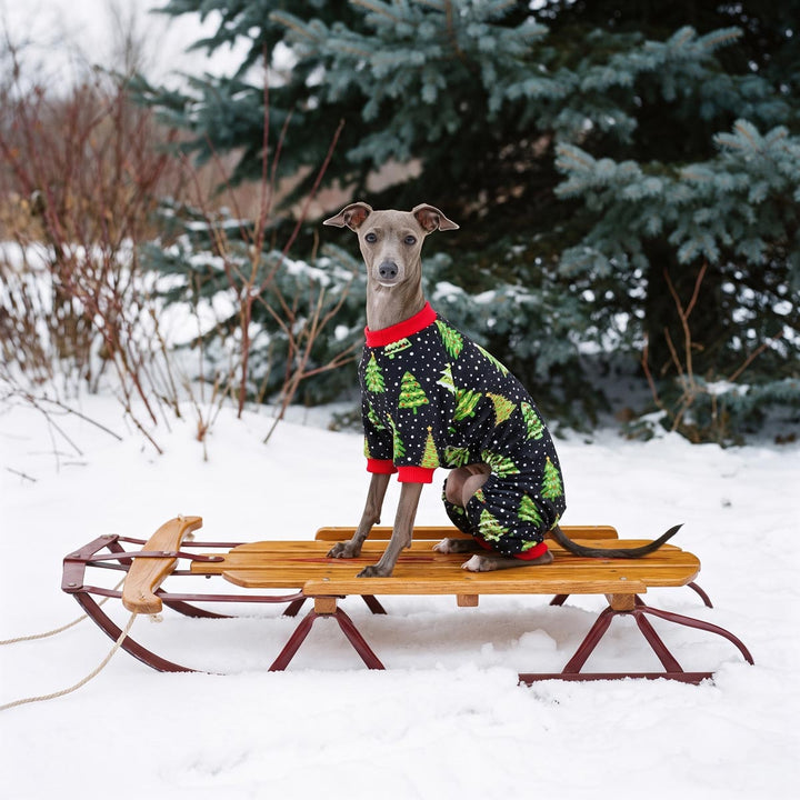Italian Greyhound sitting on the sleigh and wearing a black dog onesie with Christmas tree and snow prints