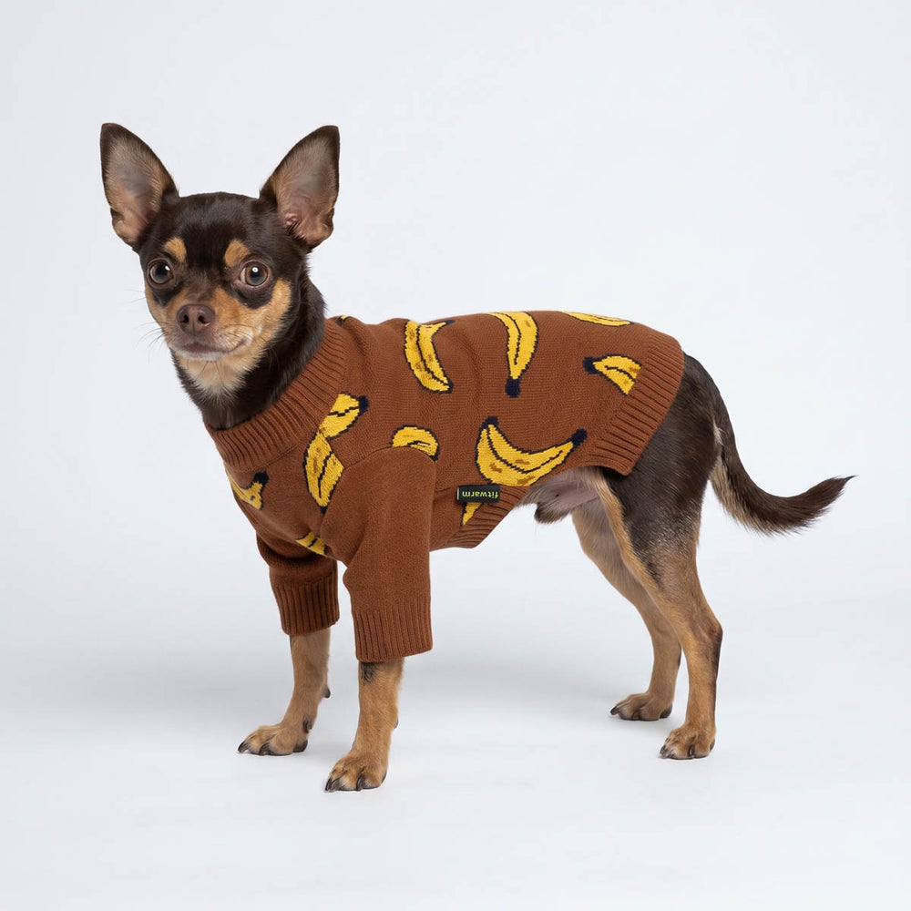Chihuahua standing on a white background with a brown knit sweater for dogs with a yellow banana prin