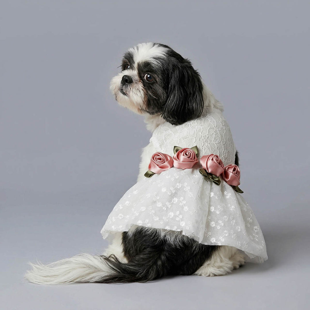 Dog wearing a white lace dog wedding dress with pink ribbons on a gray background