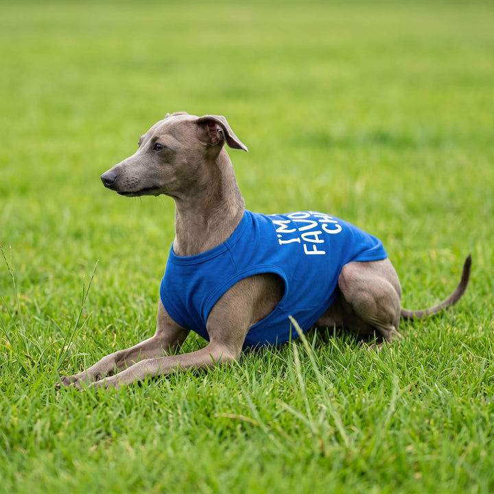Greyhound dog lying on a green grass field, wearing a blue sleeveless dog tshirt with white text that reads 'I'M NOT A CATCHER'
