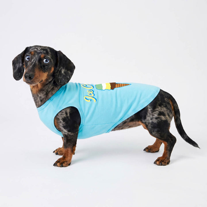 Dachshund wearing a light blue dog t shirt with colorful text on a white background