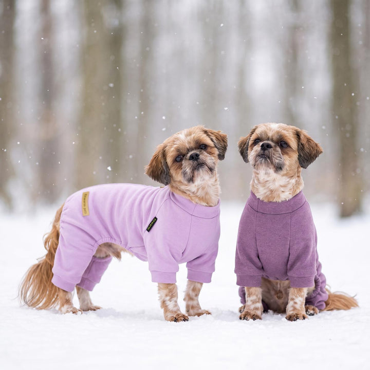 Two small dogs standing on the snow with purple pajamas for dogs