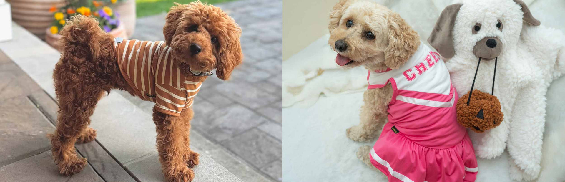Poodle Clothes | Fitwarm