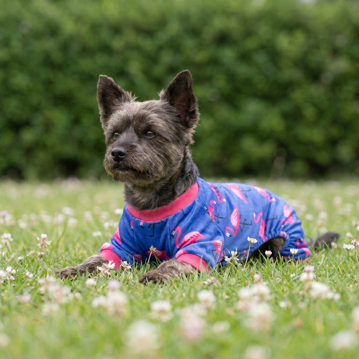Small dog wearing a dog fleece pajamas and lying on the grass