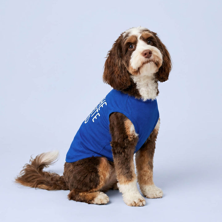 Brown and white dog wearing a blue pet shirt for dogs with white text, sitting against a light blue studio background