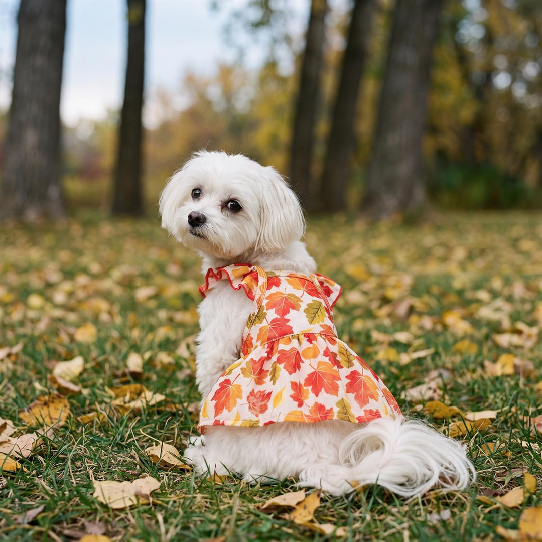 Small dog sitting on the grass and looking back with a ruffle maple dog dress