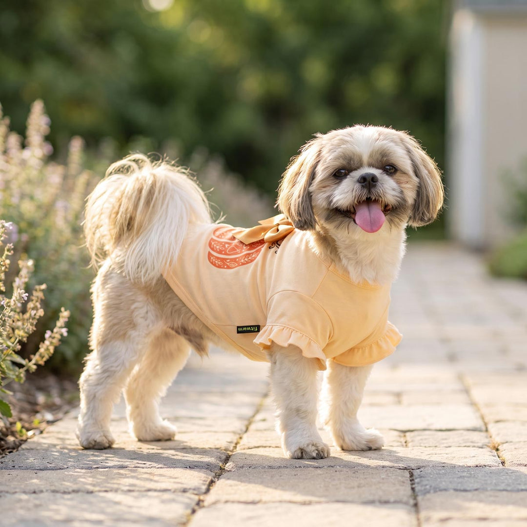 Small dog standing on a road and wearing a dog thanksgiving shirt with pumpkin prints and bow