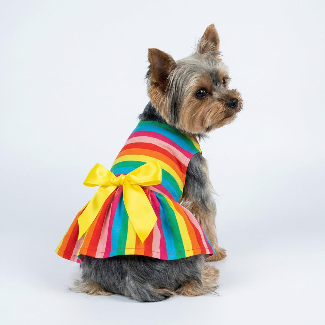 Small Yorkie wearing rainbow stripe dog dress with yellow bow